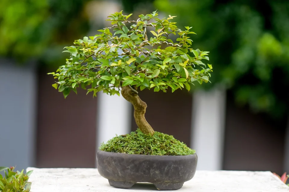 Eusébio — ou as lições de um bonsai que repousa sobre minha mesa de trabalho