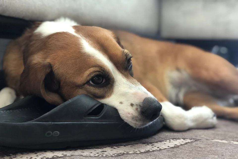 A volta daquele que nunca vai: Seu Osvaldo conversa com o correspondente de nossa coluna lá em Quiprocó