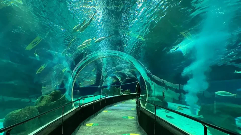 AquaRio alcança 1 milhão de visitantes em 2025
