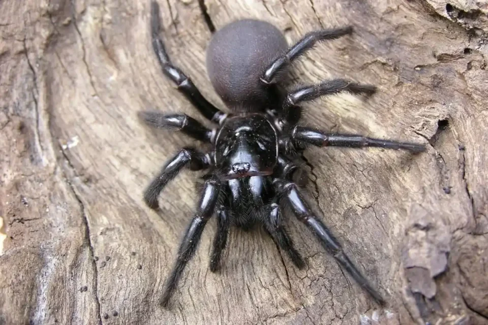 Sonhar com Aranhas: saiba o que o seu subconsciente está tentando te dizer