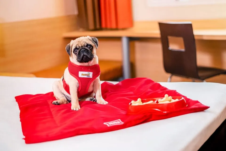 ibis chega ao Sertão com modernidade e pet friendly; veja detalhes