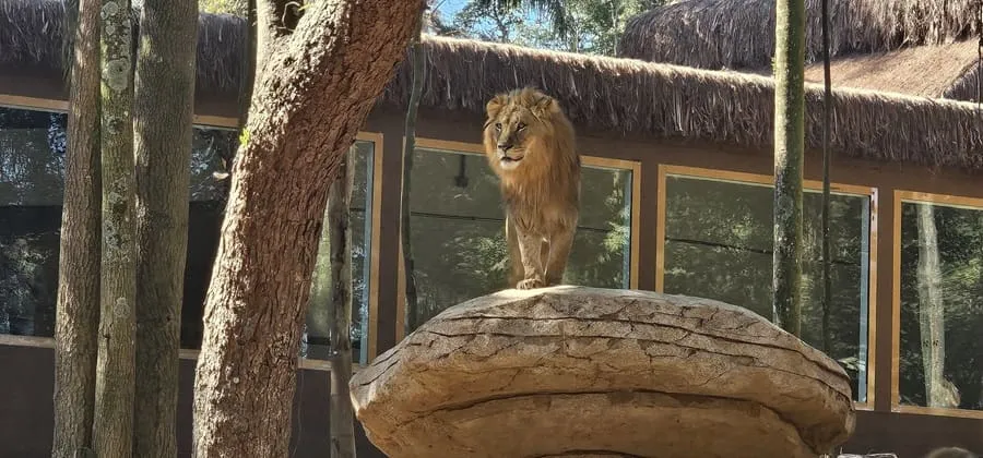 recorde de visitação e Simba Safari reaberto
