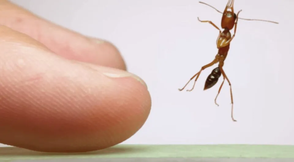 A formiga-saltadora-indiana salta e pica para matar sua presa