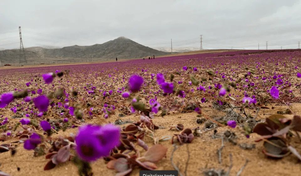 Chuvas trazem rara floração ao Deserto do Atacama, no Chile; veja fotos