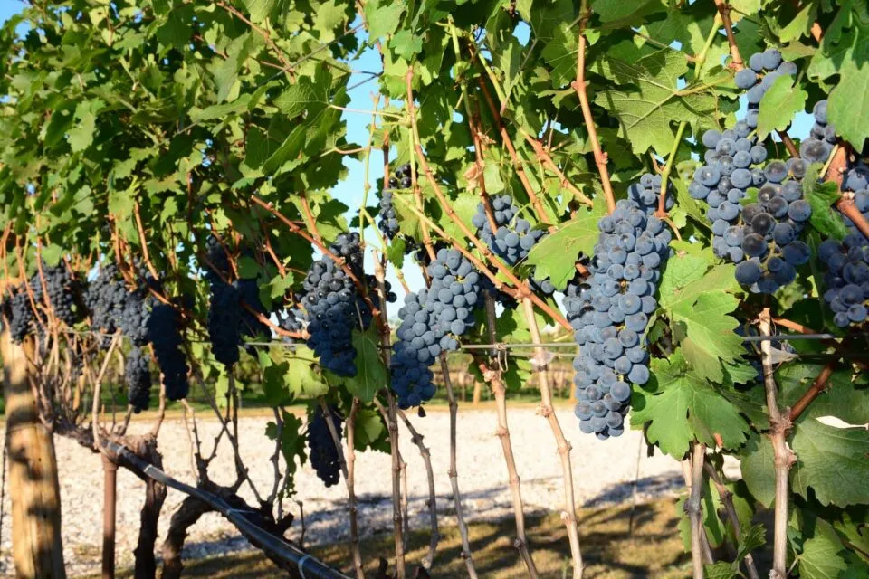 Rotas do Vinho impulsionam turismo e crescimento das vinícolas em SP