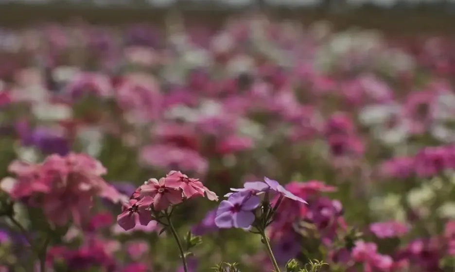 por que casos aumentam na primavera e como prevenir?