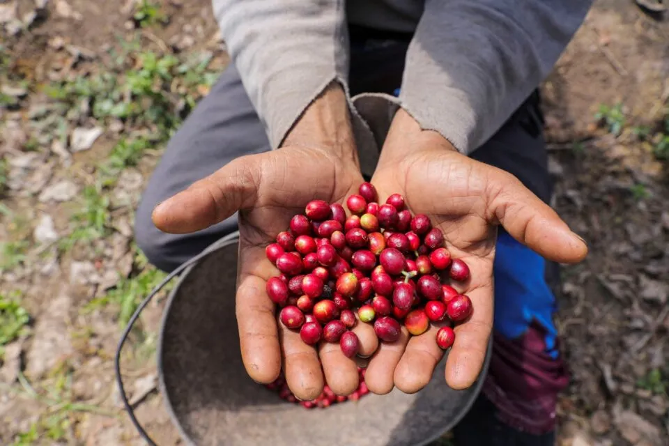 Com tarifaço, café do Brasil corre risco de perder espaço nos EUA