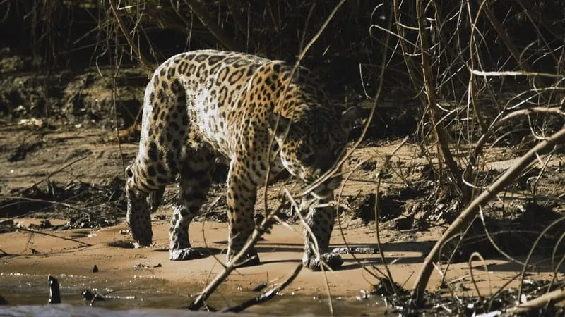 Pantanal é tema de exposição imersiva da Embratur em Nova York