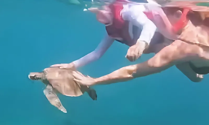 Turista é multada em R$ 10 mil por tocar em tartaruga em Fernando de Noronha (PE)