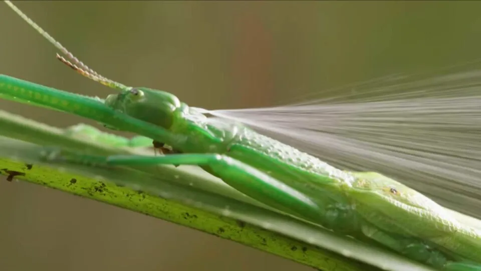 Bicho-pau diferento tem uma arma secreta com cheiro de hortel