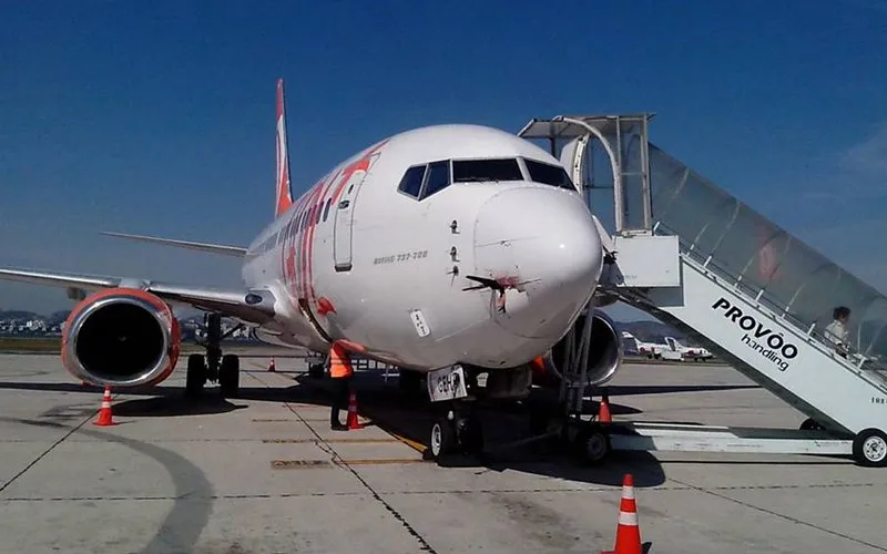 Brasil registra mais de 5.000 colisões de aves com aviões em três anos