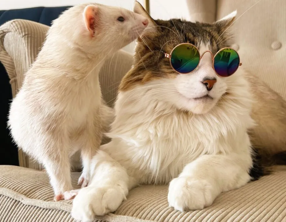 Cinco furões travessos cercam carinhosamente seu irmão felino ao mesmo tempo