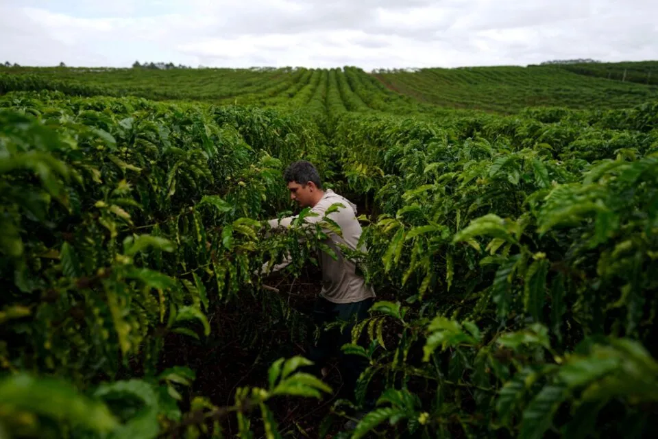 Com mercado de café em mutação, produtores do tipo robusta investem em qualidade