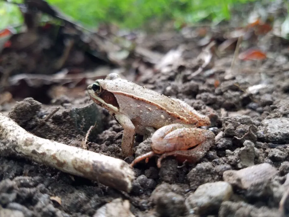 Como as rs-picol sobrevivem ao inverno?