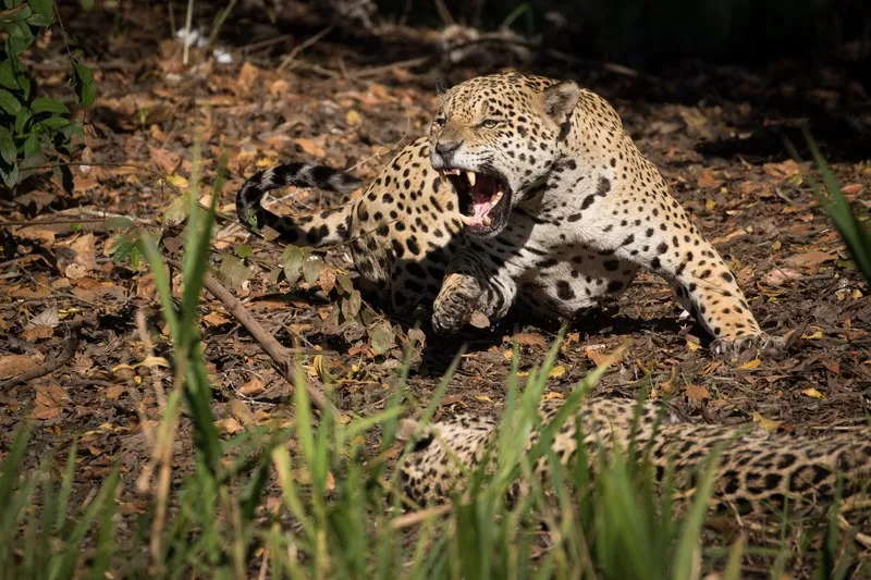 Conheça as 5 experiências de natureza favoritas dos estrangeiros no Brasil