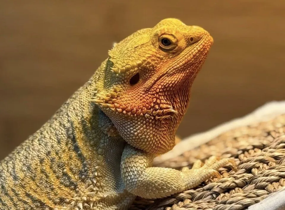 Dragoa-barbuda supera as adversidades apesar de ter atrofia muscular