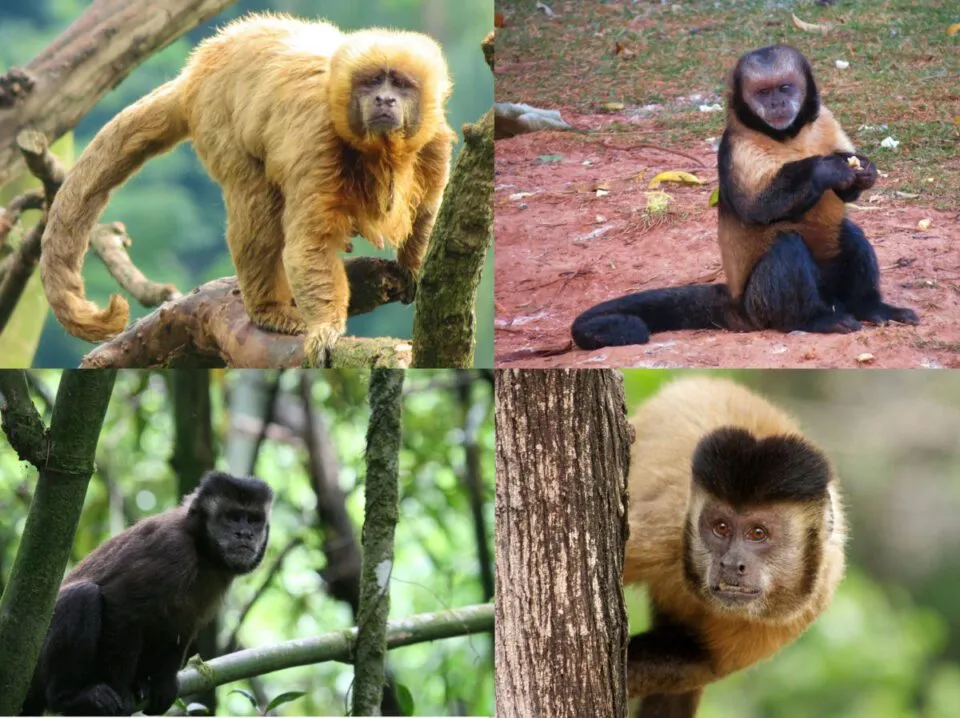Porque adotar um macaco como animal de estimao uma pssima ideia