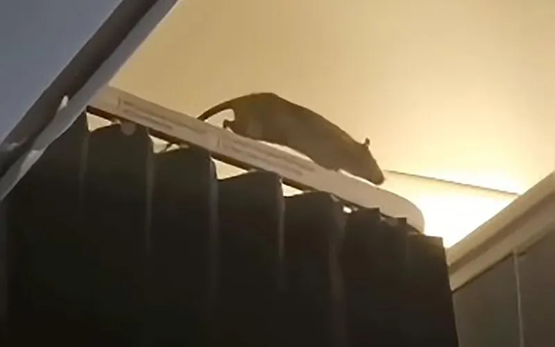 Rato gigante a bordo faz KLM cancelar voo no Caribe