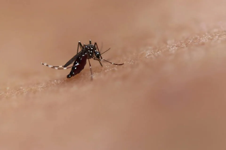 Saúde libera mosquitos estéreis para frear reprodução do Aedes