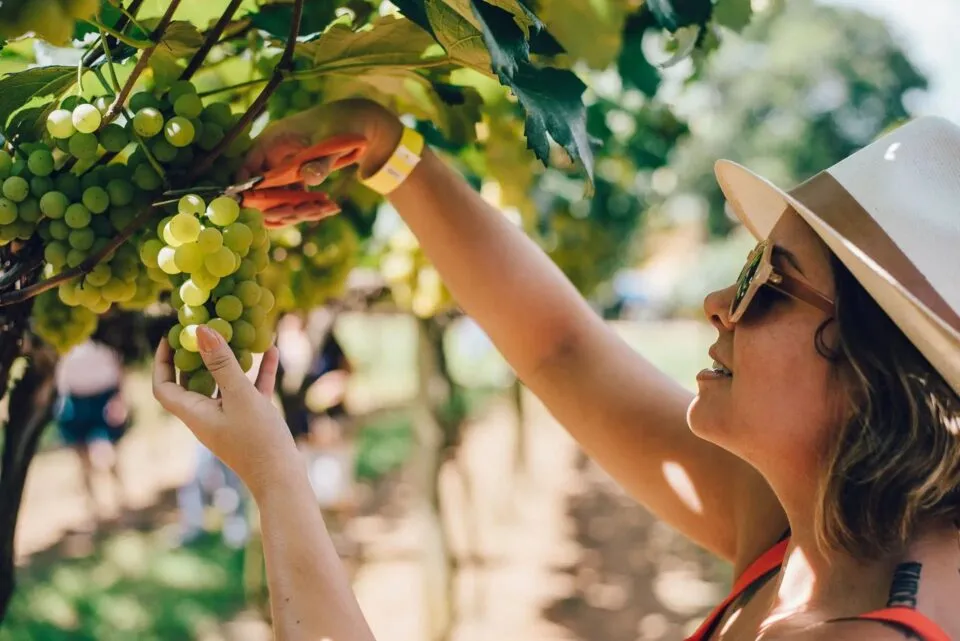 Vinícola Góes anuncia Vindima 2026 com vivências e gastronomia