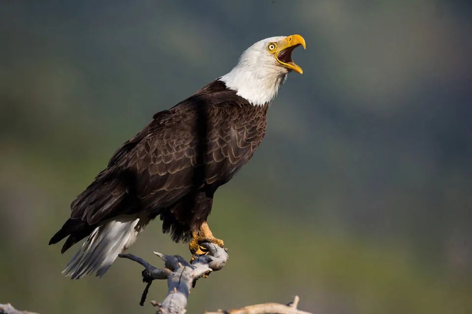 A farsa da guia-careca que dublada por um gavio