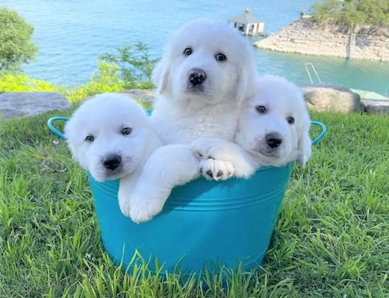 Casal descobre que sua nova cadela resgatada est prenha de oito filhotes