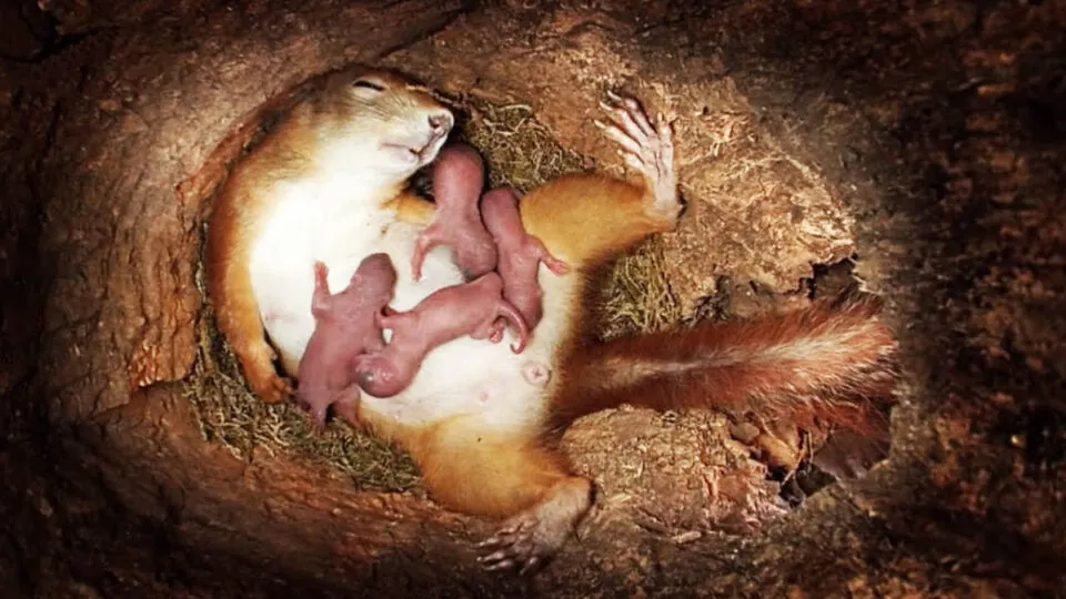 Cmera oculta registra indito nascimento de uma ninhada de esquilos
