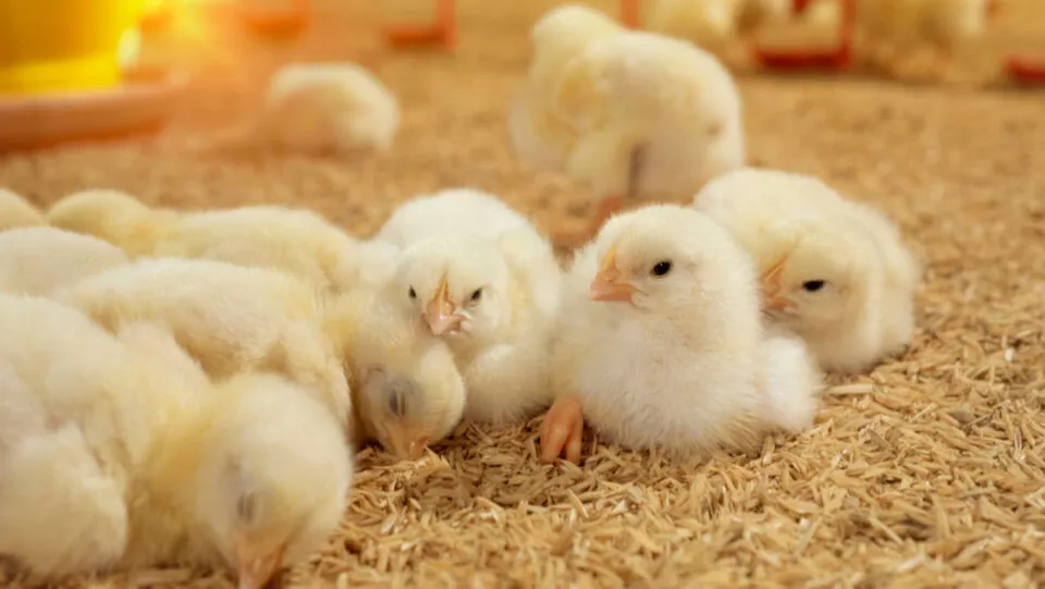 Como os pintinhos respiram dentro dos ovos?