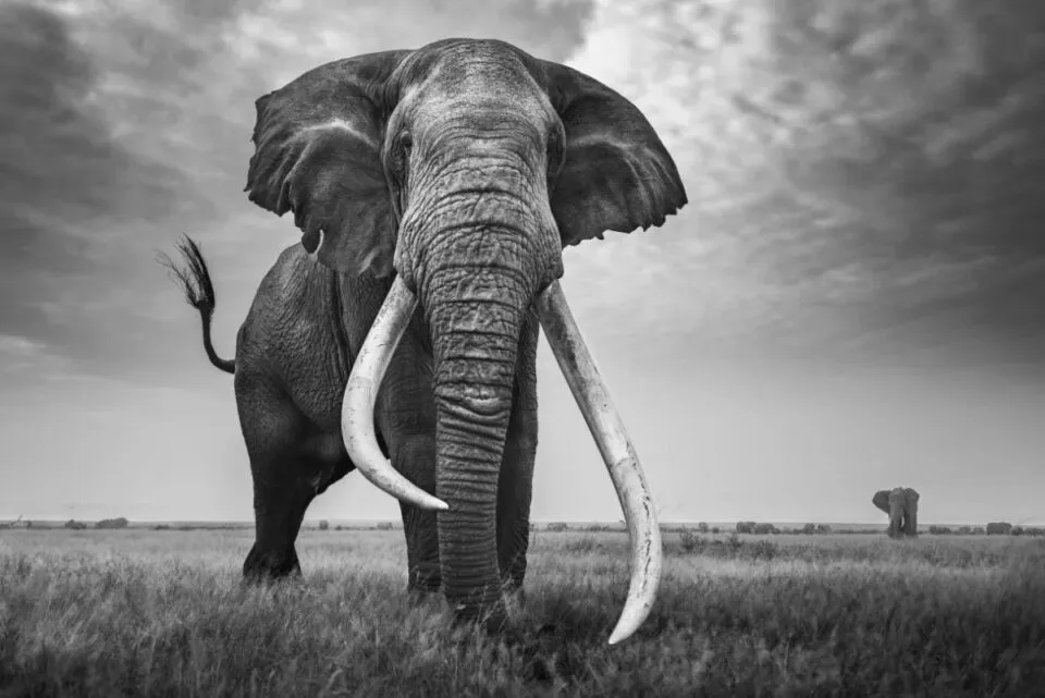 Craig, o elefante ‘super presas’ favorito dos fotgrafos, faleceu