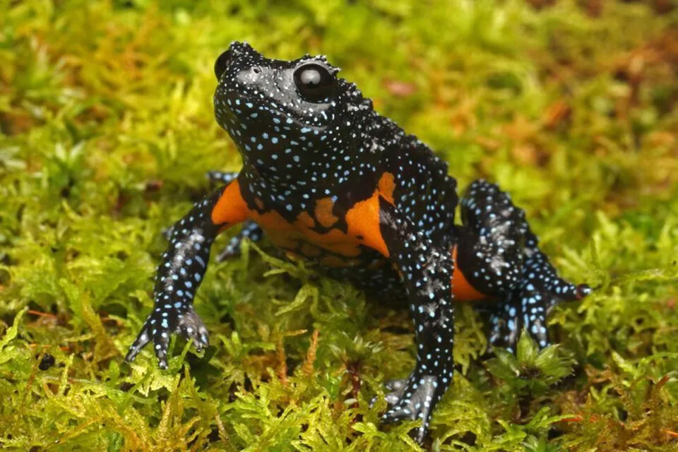 Este sapo to fotognico que agora est beira da extino