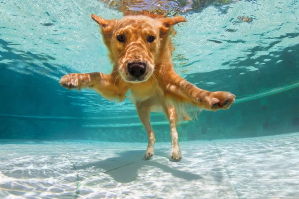 Homem descobriu que sua cadela uma talentosa nadadora subaqutica