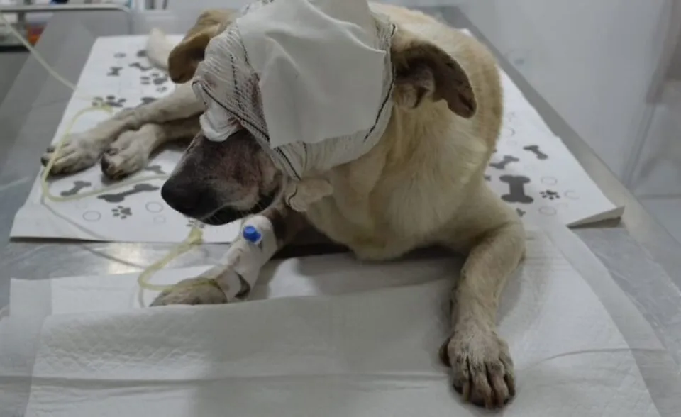 Morre cachorro esfaqueado na Barra dos Coqueiros; suspeito segue foragido