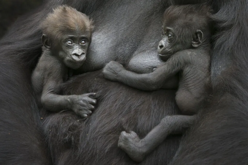 Nascem gmeos de gorilas-das-montanhas incrivelmente raros em Virunga