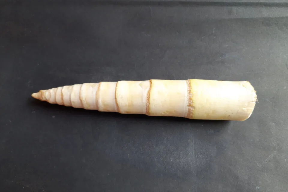 O bambu realmente um superalimento secreto?