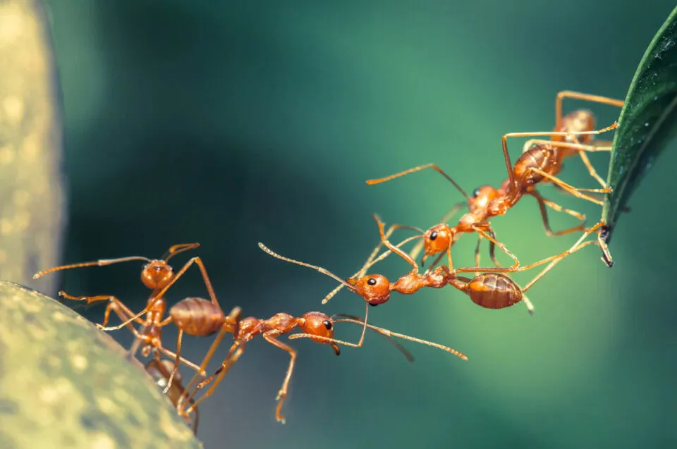 O que as formigas podem nos ensinar sobre trabalho em equipe
