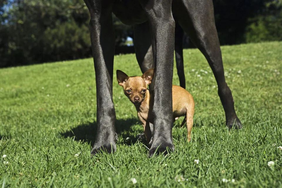 O tamanho importa: a matemtica oculta da vida