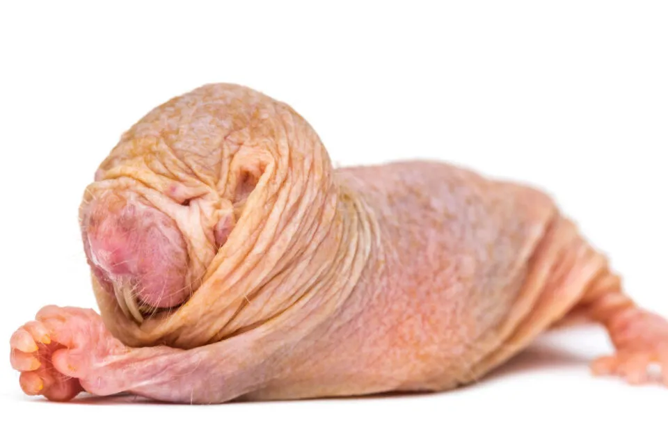 Os ratos-toupeira-pelados preferem ar com baixo teor de oxignio, que mataria a maioria dos mamferos