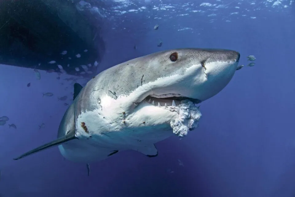 Os tubarões realmente não contraem câncer?