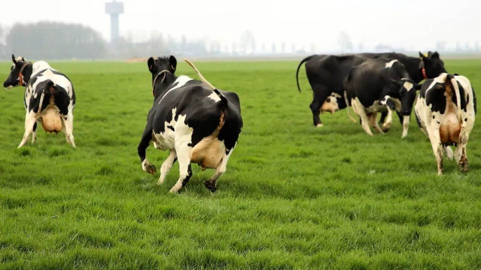 ‘Paradoxo da Carne: quando nos sentimos culpados de consumir carne