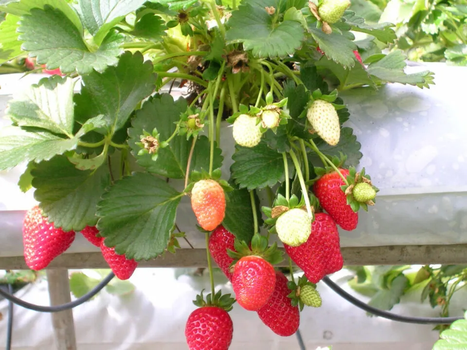 Por que os morangos tm sementes na parte externa?