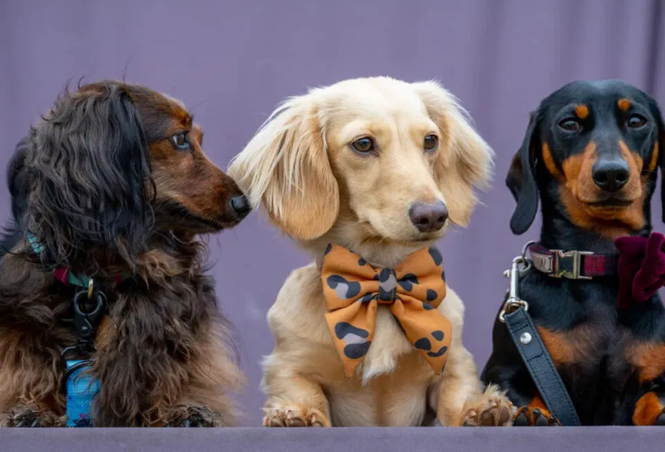 Quais ces vivem mais? Cientistas dizem que caninos pequenos e narigudos sobrevivem aos outros