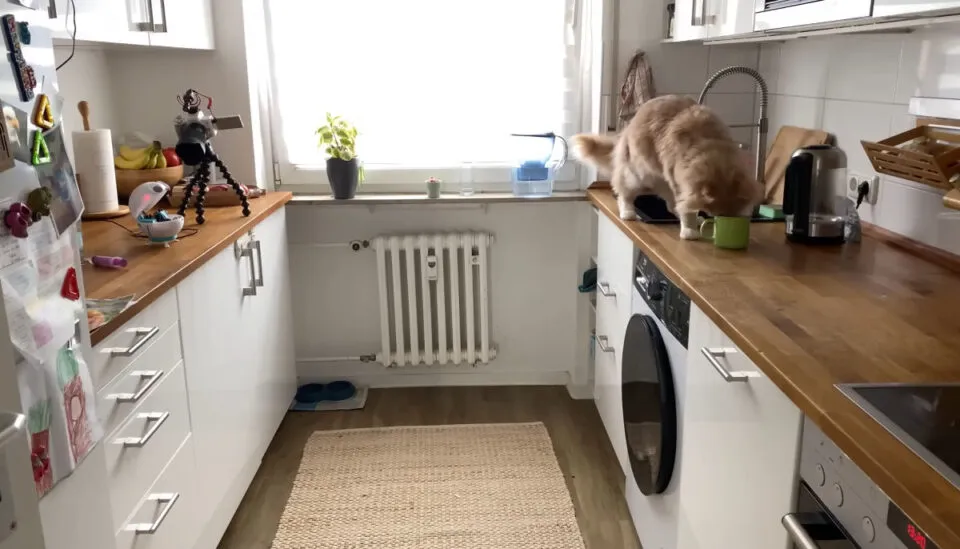 Youtuber cria um rob para controlar seu gato enxerido