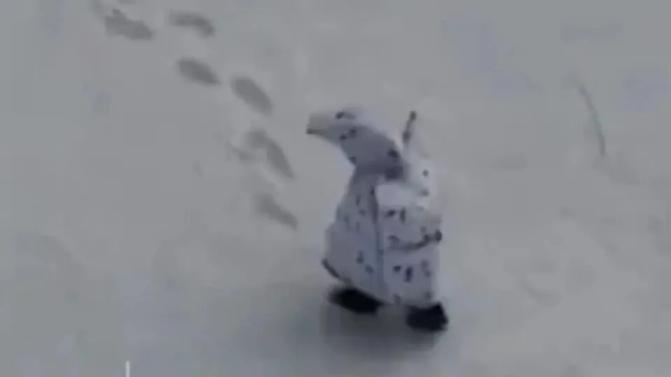 A invaso na Ucrnia atingiu nveis absurdos: drones esto atirando em soldados russos disfarados de pinguins