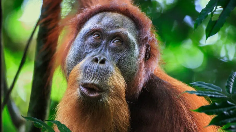 A linguagem dos orangotangos assustadoramente semelhante nossa