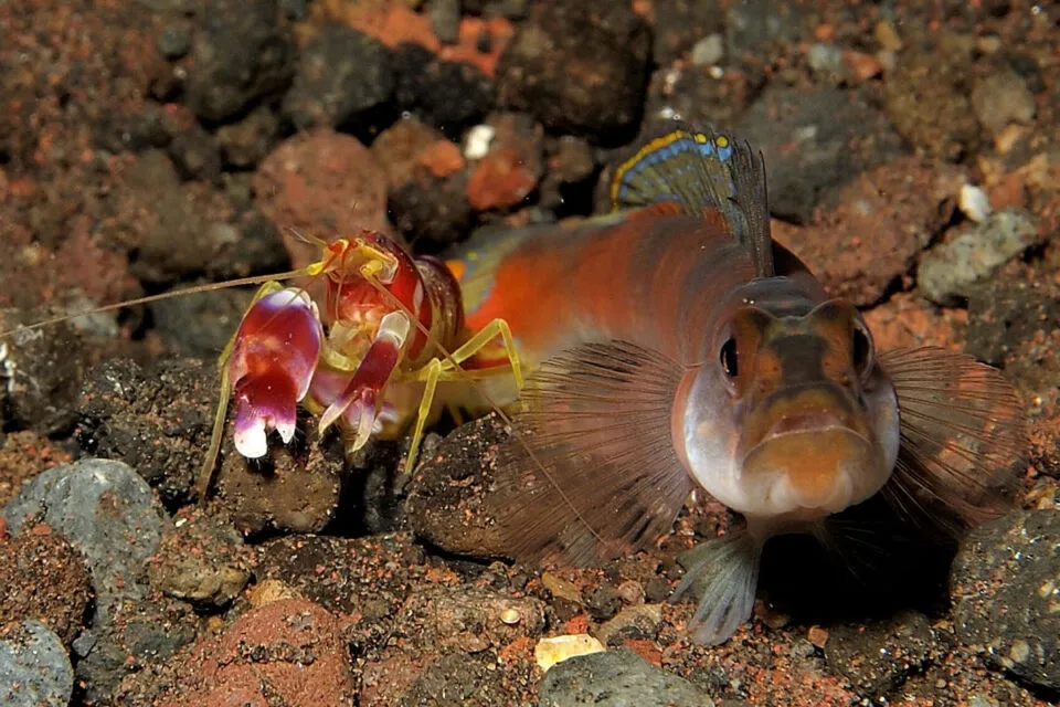 Camaro-pistola e peixe-gobdeo: dois melhores amigos contra o mundo