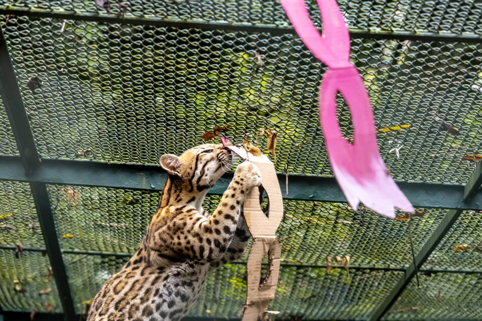 Carnaval diferente? Zoo de SP promove folia para os animais