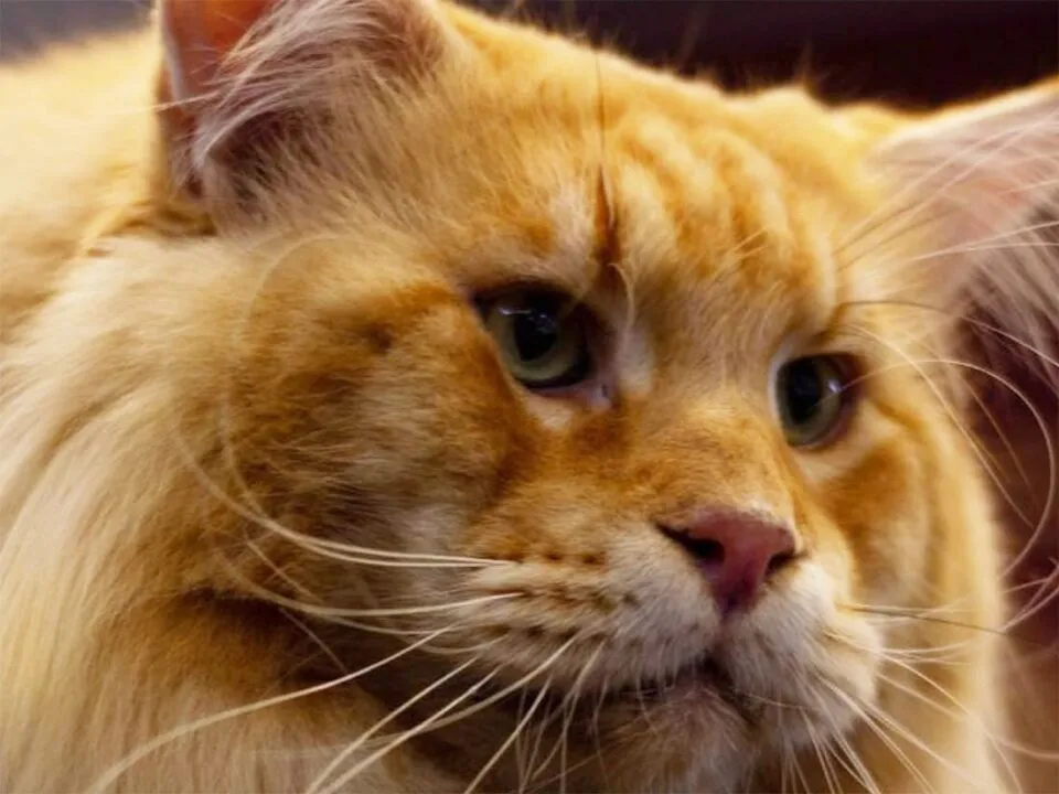 Exposição ‘Supergatos’ reúne Maine Coon e Bengal no Shopping Jardins neste fim de semana