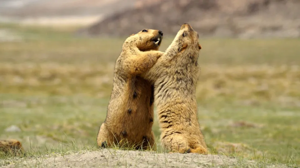 Marmotas-do-Himalaia lutam por territrio antes de sua hibernao de inverno