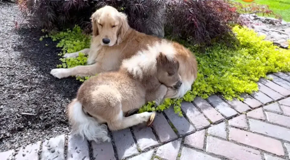 Mini-cavalo rfo com necessidades especiais ganha vida aps conhecer seus irmos caninos