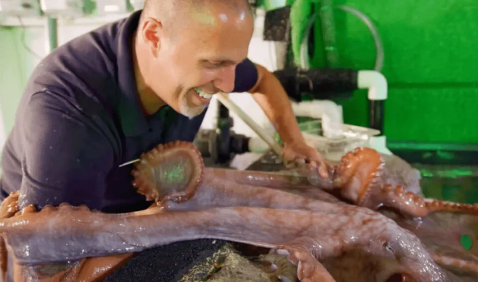 O forte vinculo de um polvo-fmea e seu cuidador no aqurio